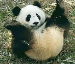 Image result for baby panda happy