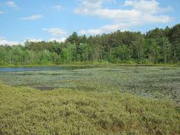 Image result for fen meaning